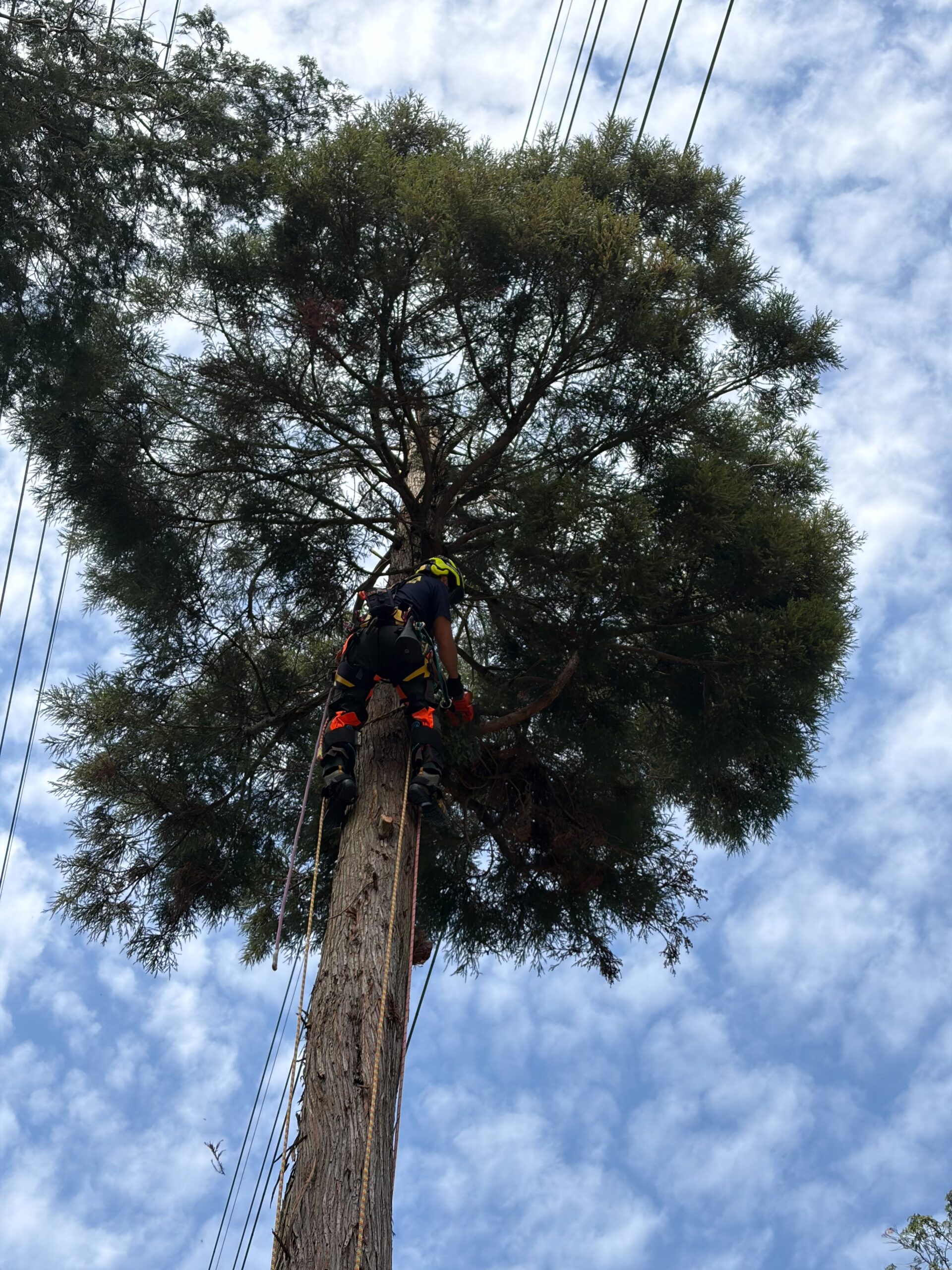 高所での特殊伐採作業